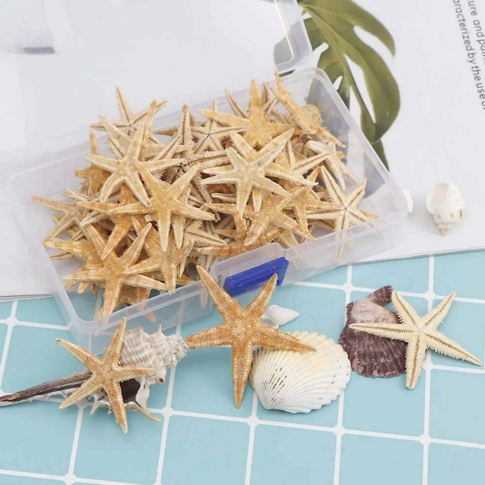 1-5CM Natural Starfish Seashell Coquillage Decoration 20/50/100PCS Boxed Aquarium Decoration Ornament Accessories