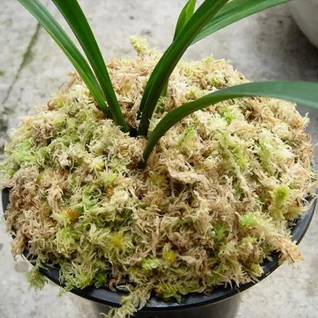Sphagnum Moha Hidratáló Táplálkozás Szerves Műtrágya Védje Az Orchidea Zamatos Növényi Gyökereket Diy Virág Edény Otthoni Kert - Image 2