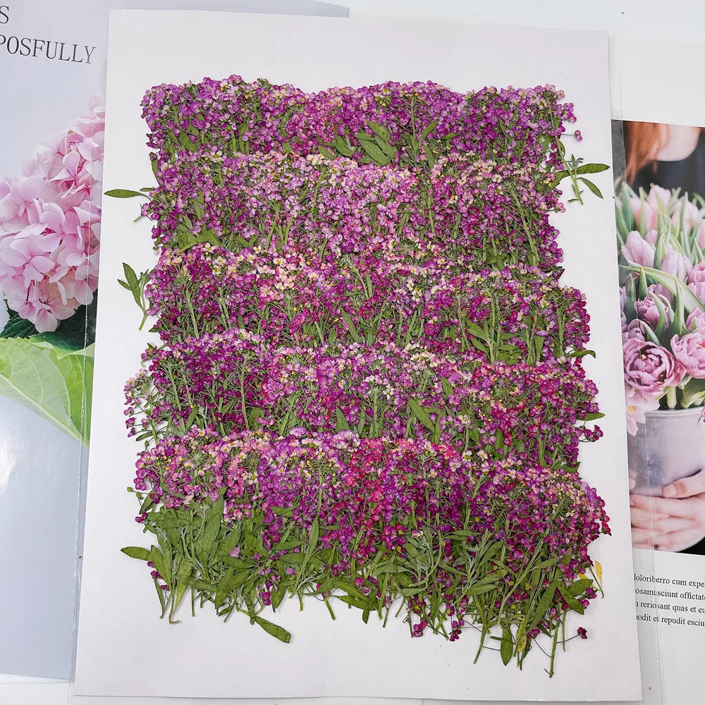 

250X Pressed Dried Rose Red Lobularia Maritima Flower Plant Herbarium For Jewelry Postcard Invitation Card Phone Case Candle DIY