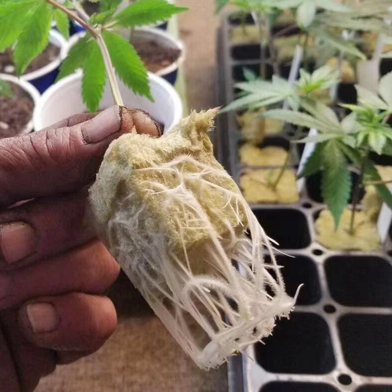 50/100/150pcs Hydroponic Sponge Sponge Seed Starter Rock Wool Soilless Culture Fruits Greenhouse Supplies Garden Seed Starters 5