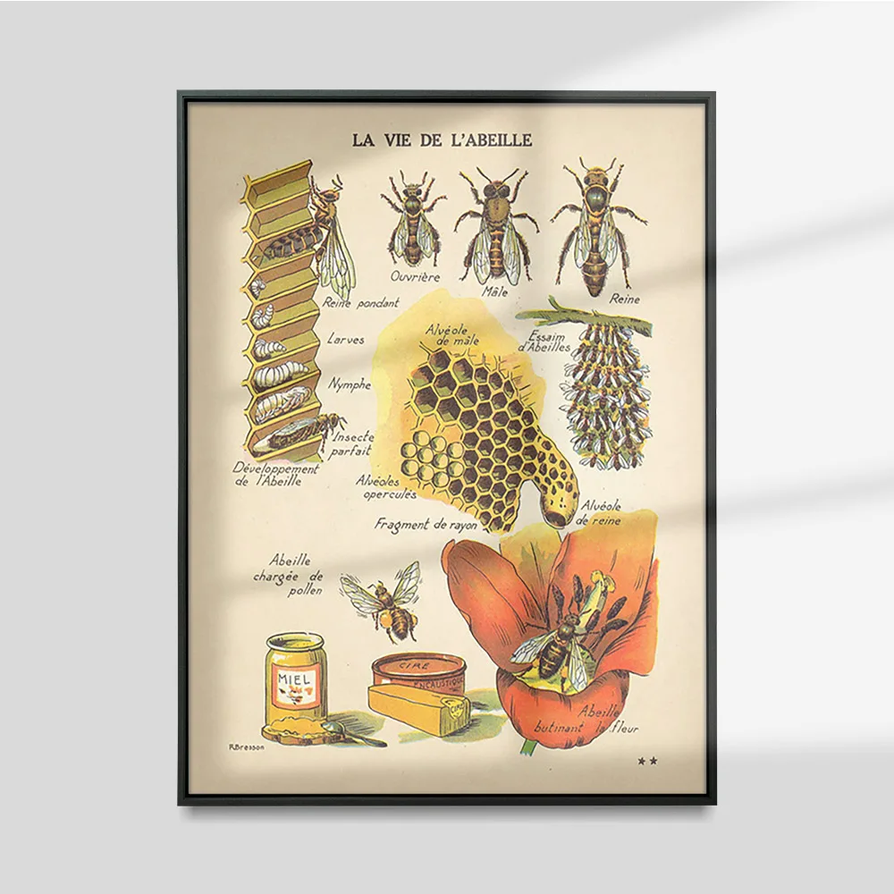 

The Bee Life Diagram Antique Print Art Poster Vintage Natural Insect French Honey Canvas Painting Decor