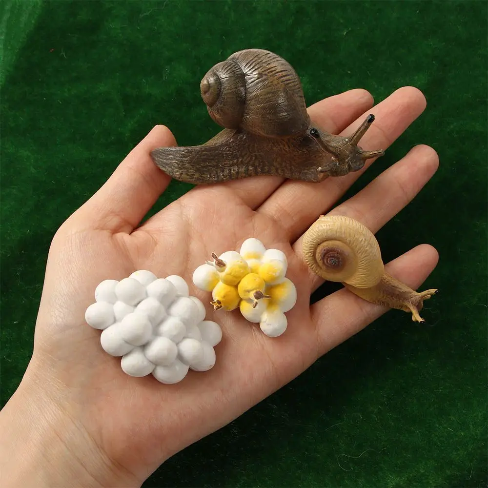 

Educational Grasshopper Kids Cognitive Biology Snail Growth Cycle Cycle Mantis Figurine Praying Mantis Toy Life Cycle Figures