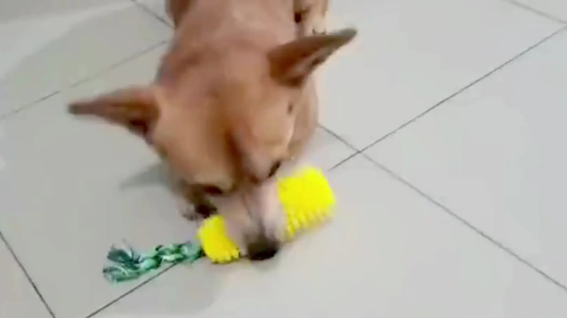 Hond Piepen Kauwspeelgoed Stoere Bal voor Medium/Grote/Extra Agressieve Kauwers Honden Ras Interactief Duurzaam Onverwoestbaar Piepend Speelgoed Training Fetch Indoor/Water/Outdoor/Buiten