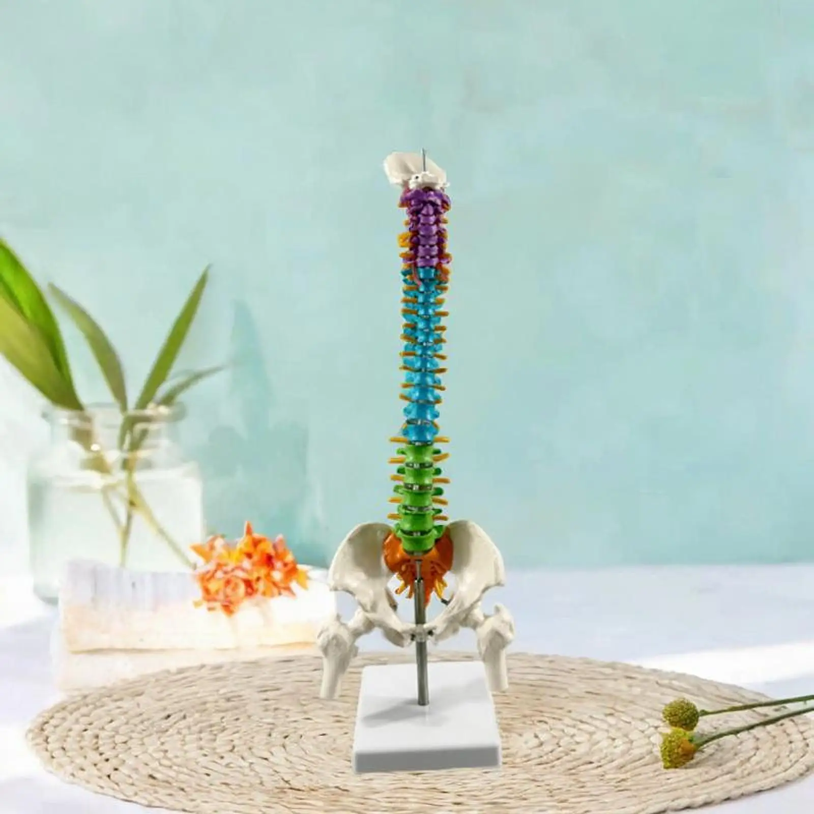 Flexible Human Spine Model 4