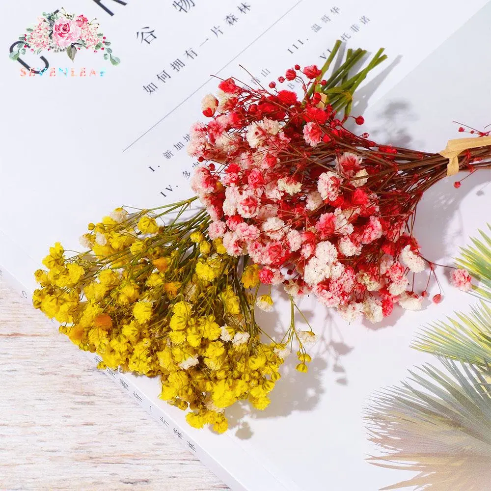 

25g Natural Mini Dried Gypsophila Flowers Bouquets Fresh Preserved Flower Home Garden Decoration Wedding Party Decor Paniculata