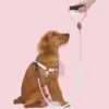 Pet dog leash, gradient color with comfortable padded handle, suitable for small and medium dogs outdoor use 2
