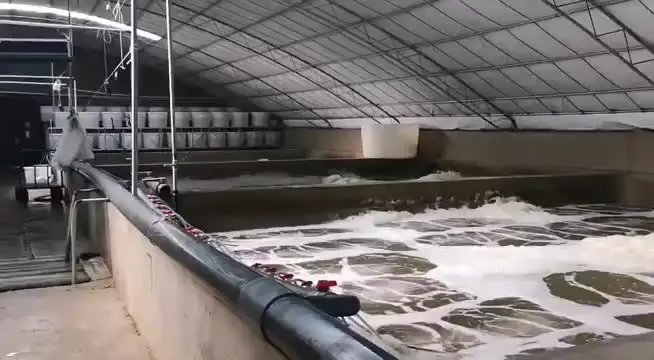 Tubo Per CO2 Acquario DONGKER | 5 Metri Con 4 Ventose - Linea Aria Trasparente Per Impianto CO2 - Foto 2