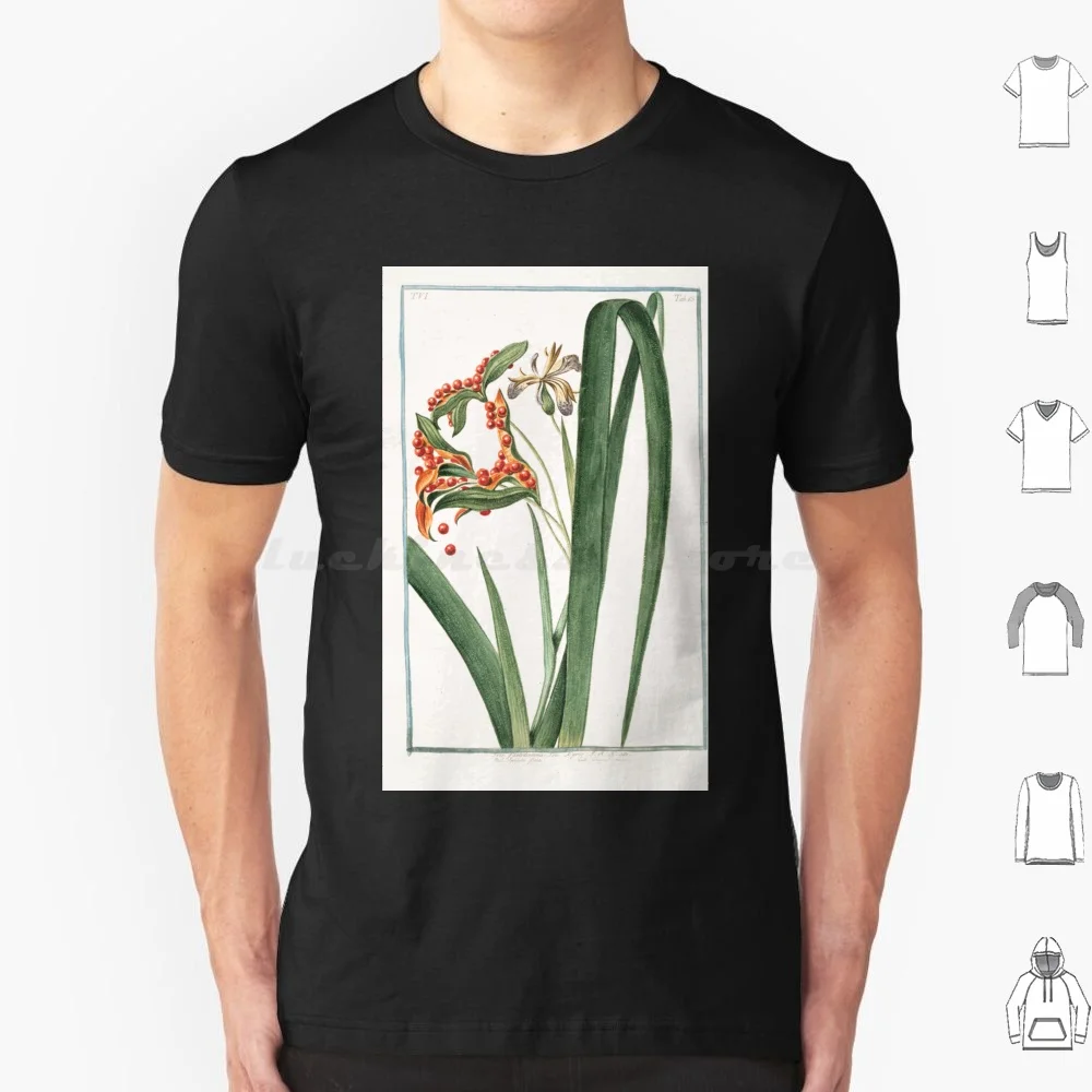 Hortus Romanus Iris Faetilophuma Seu Xyris Spatola Fotida Glayeul Puant Iris Foetilophuma Fety Iris Roast Beef Plant T