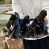 Natural Beautiful Black Quartz Crystal Cluster Mineral Specimen 4