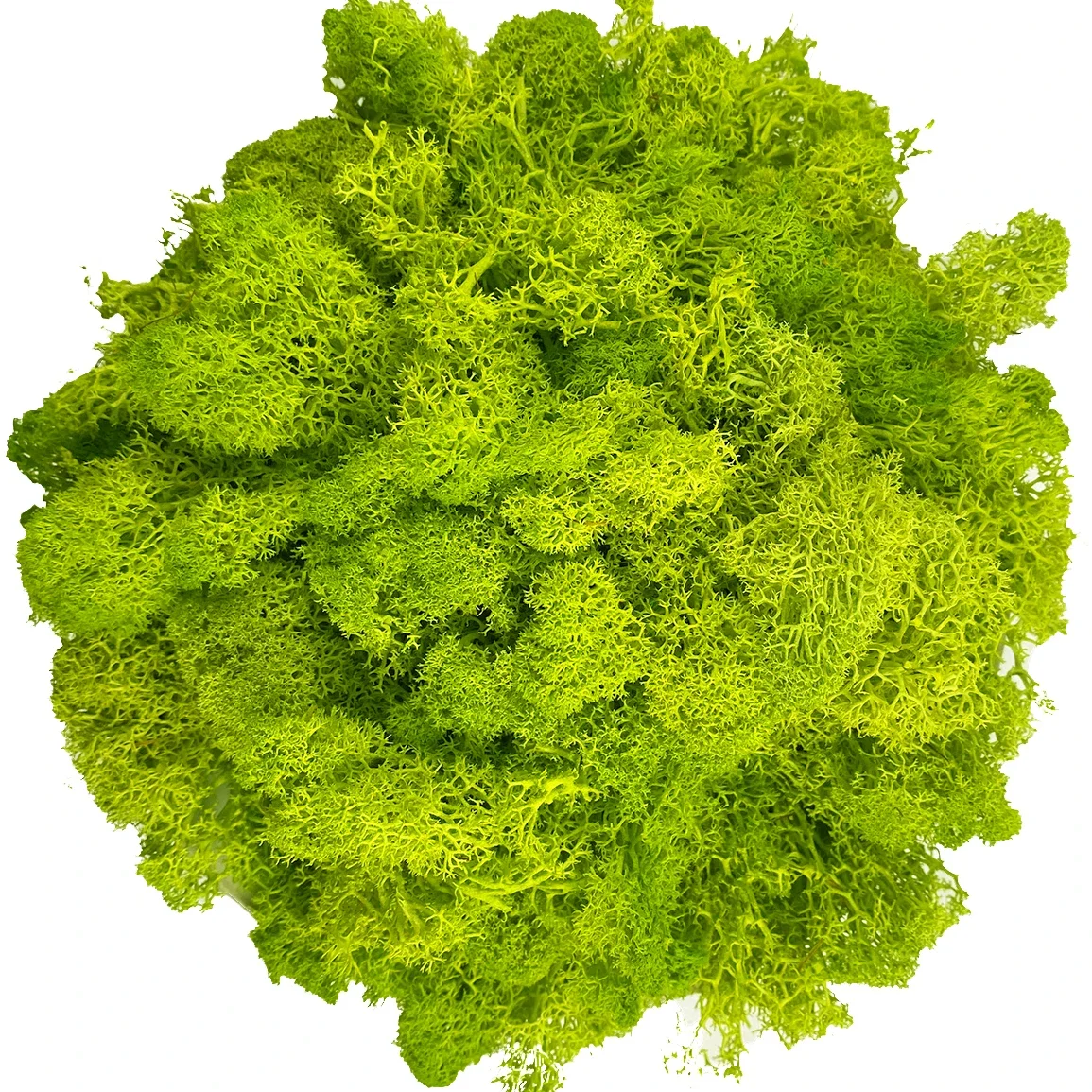 Lush Green Decorative Reindeer Moss for Crafting and Floral Decor