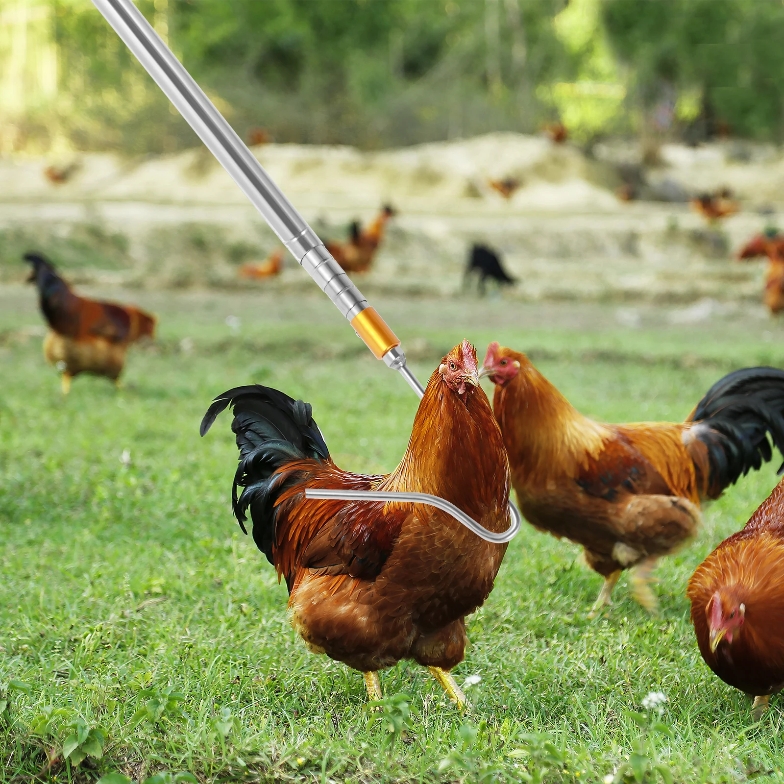 4Pcs Poultry Catcher Tools Stainless Steel Telescopic Chicken Grabber Pole & Small Chicken Catching Net Outdoor Bird Catcher poultry catcher tools
