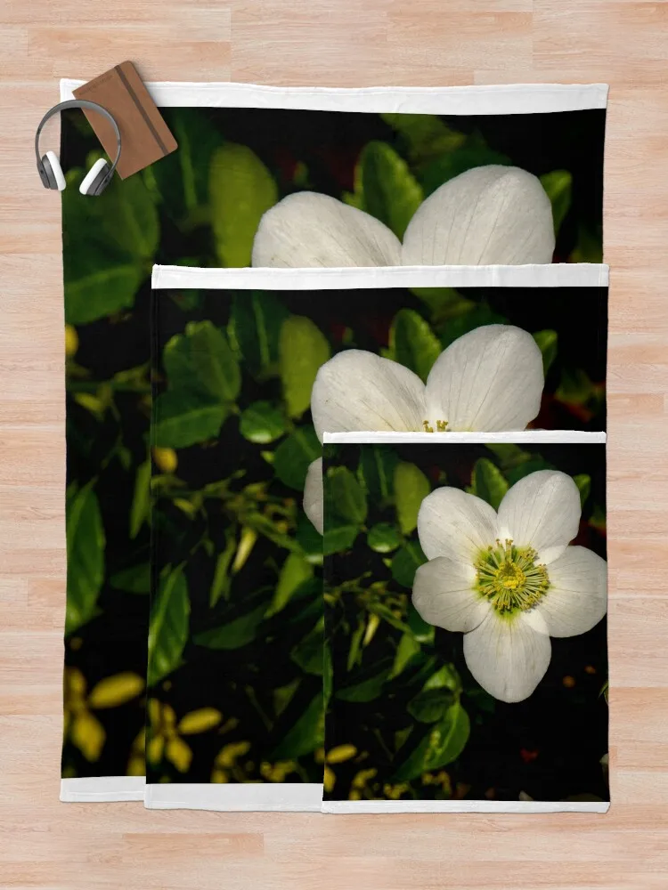 �� �ε巯�� ���� ���� ���� ���, ũ�������� ����, sqr ������ ���, ���� ���, �̵� ���