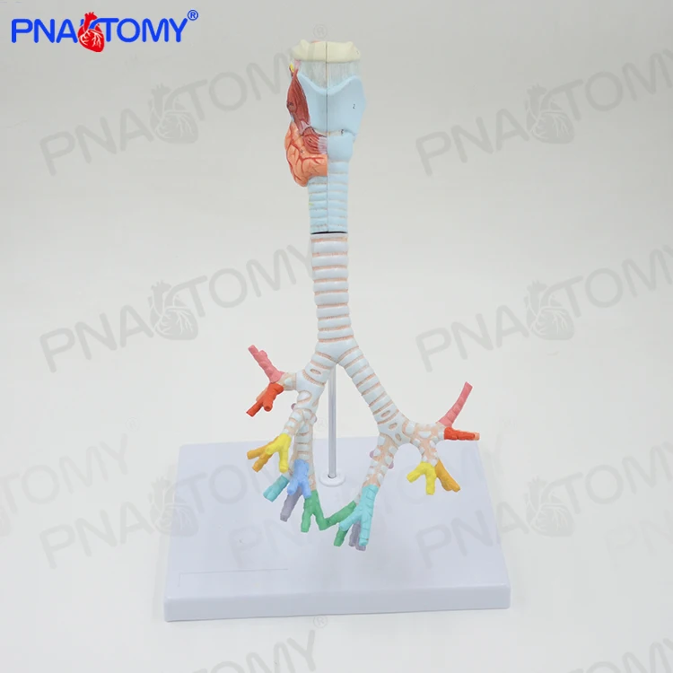 Human larynx and tracheobronchial tree model laryngeal anatomy lung human-larynx-and-tracheobronchial-tree-model-laryngeal-anatomy-lung