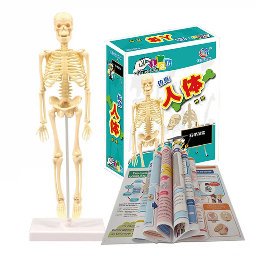 

Mini Human Skeleton Model with Movable Arms & Legs, Scientific Anatomy Model for Basic Details of Human Skeletal System