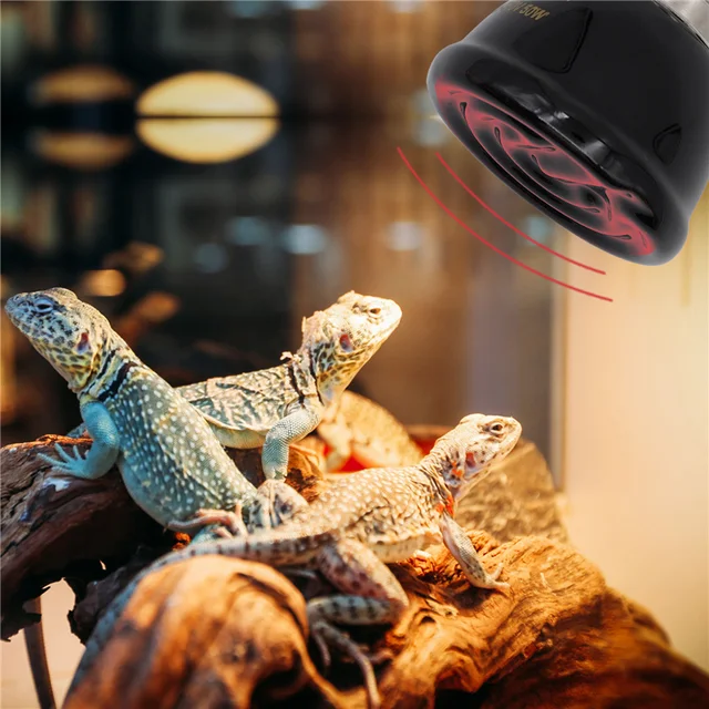 E27 Pet Heating Lamp Black In-Frared Ceramic Emitter Heat Light Bulb Pet Brooder Reptile Mini Infrared Lamp 25/50/75/100W 3