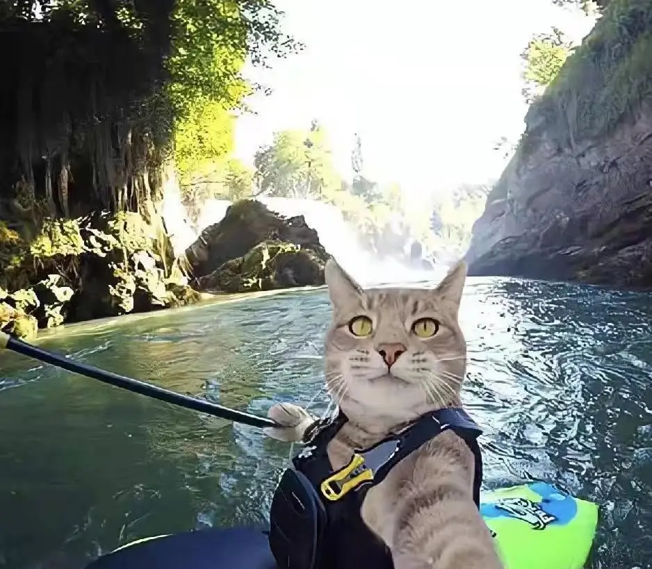 Берёшь и делаешь кот мем. Просто берешь и делаешь. Кошачий вестник. Сделай коте. Храбрый кот.