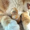 Cat Hair Keepsake Keychain Pendant Pet Fur Storage Ornament for Backpack Bag Hanging Souvenir Gift for Cat Lovers Memorial Use 3