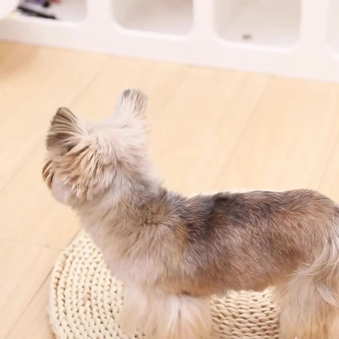 Manteau Chien Hiver Coupe-Vent & Imperméable - Veste Chaude pour Chihuahua, Carlin, Yorkshire - 2025 - Doglovedesign : Vêtement et accessoires pour chiens