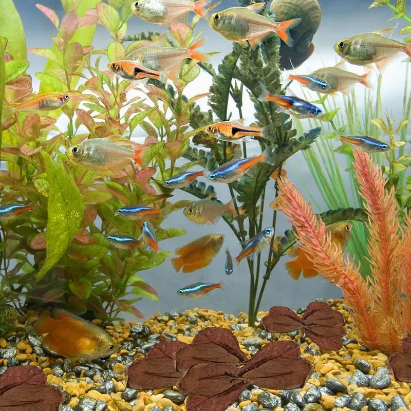 Aquarium Leaves 20Pcs Aquarium Catappa Leaves Indians Almond Leaves For Reduce PHs Softened Purified Water Quality For Fish Tank Pond & Aquarium