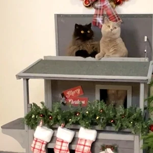 cat house
