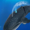 Remote Control Water Spraying Electric Shark Biomimetic Whale Swimming Toy Rc Simulation Whale Model Rechargeable Children's Toy 5