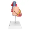 2X Life Size Heart Model Human Heart Teaching Model Simulation Heart Organ Model Heart Model Heart Organ Model Human Heart Model 4