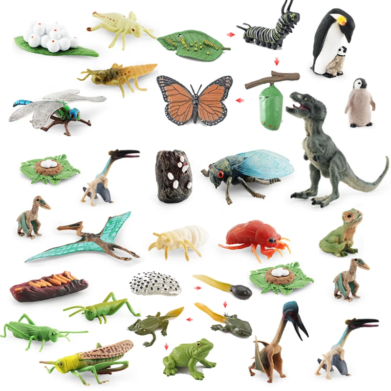 Animal Life Cycle Animal Model Set Toys Growth Life Cycle Insect Dinosaurio Montessori Toy Biology Accessories Cognitive Toys 2