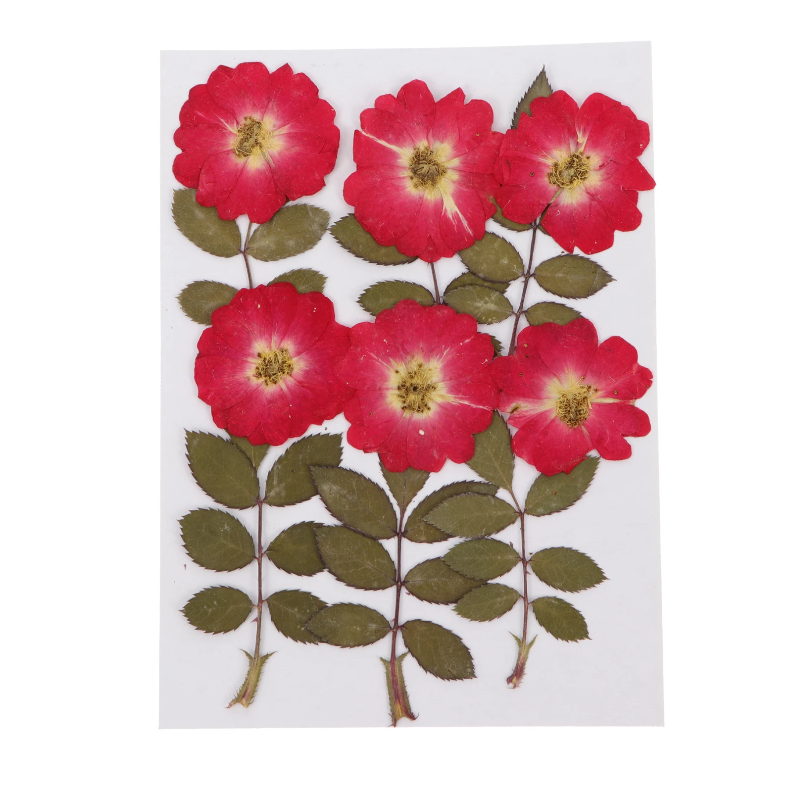 12Pcs-Dried-Pressed-Flowers-Natural-Roses-Real-Dried-Rose-Flowers-DIY ...