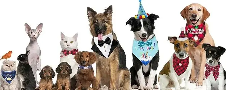 16 Packs Replacement Filters Compatible With Downy Paws Cat Water Fountain Triple Filtration Filters Downypaws 84oz 2 5l Wireless Pet Fountain Dpwfp6 16 F