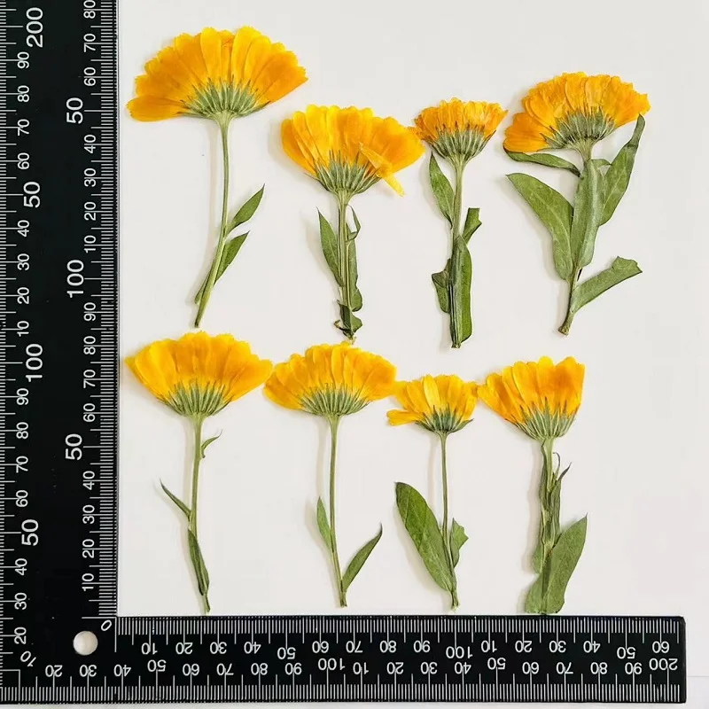 

120pcs Pressed Dried Calendula officinalis L Flower Herbarium Resin Epoxy Jewelry Card Bookmark Frame Phone Case Makeup Lamp