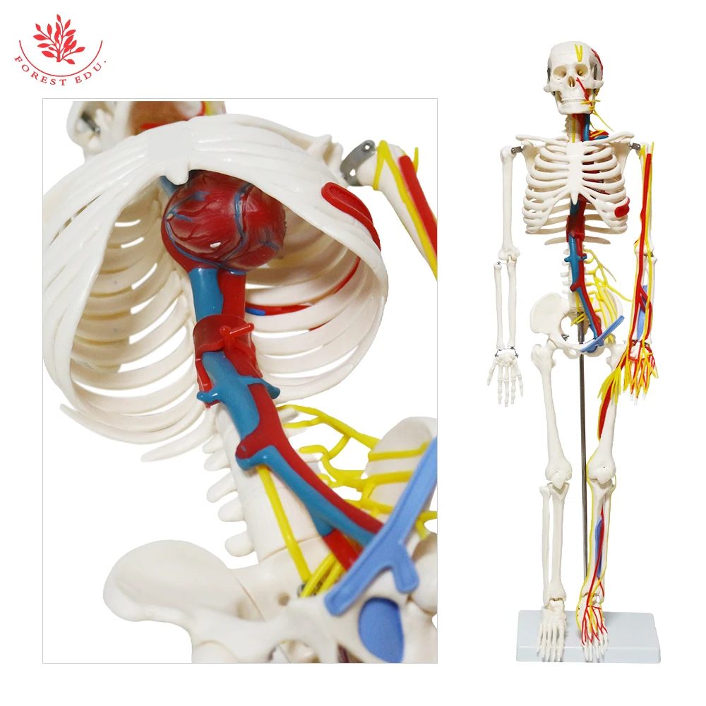 Anatomical Model FRT013 1/2 Life Size 85cm Human Skeleton Include Nerve Blood Vessels,Heart Medical Science Teaching Resource