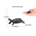 Yellow-Pond Turtle