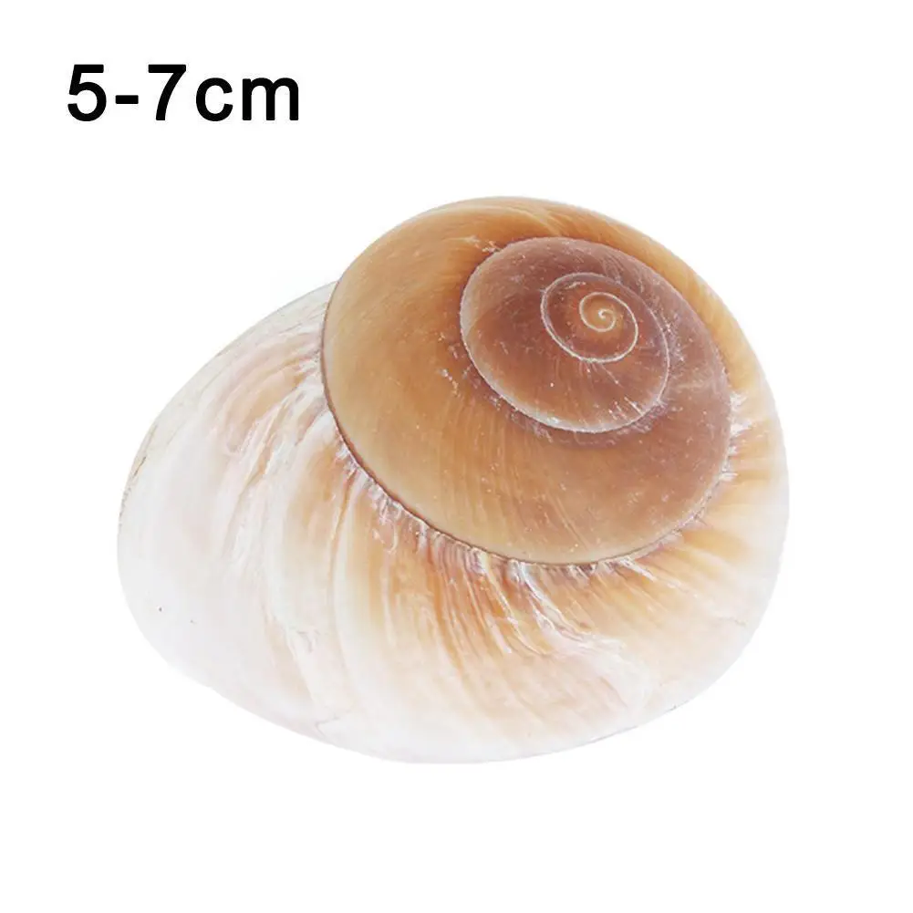 Natural Shell Ornaments Seashell Conch Bread Snail Natural Mediterranean Home Aquarium Collectibles Toys 5-7cm Decoration Gift