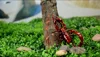 [ Funny ] Trick electronic pet RC simulation scorpion robotic insect prank toy beetle remote control smart animal Practic Jokes 4