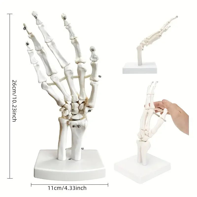 1pc Life-Like Human Hand Anatomy Model-Detailed Articulated Bones, Simulates Natural Movement for Medical Learning-Ulna & Ra
