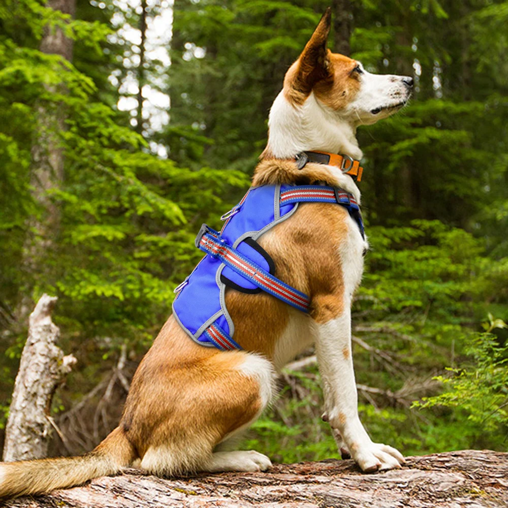 dog harness for labrador