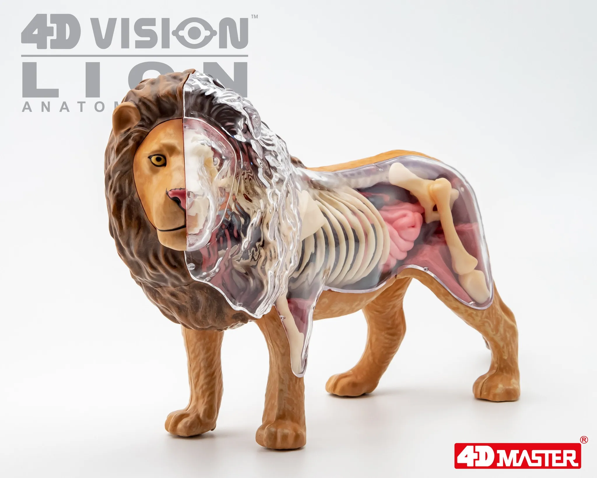 Animal Organ Anatomy Model 4D Lion Intelligence Assembling