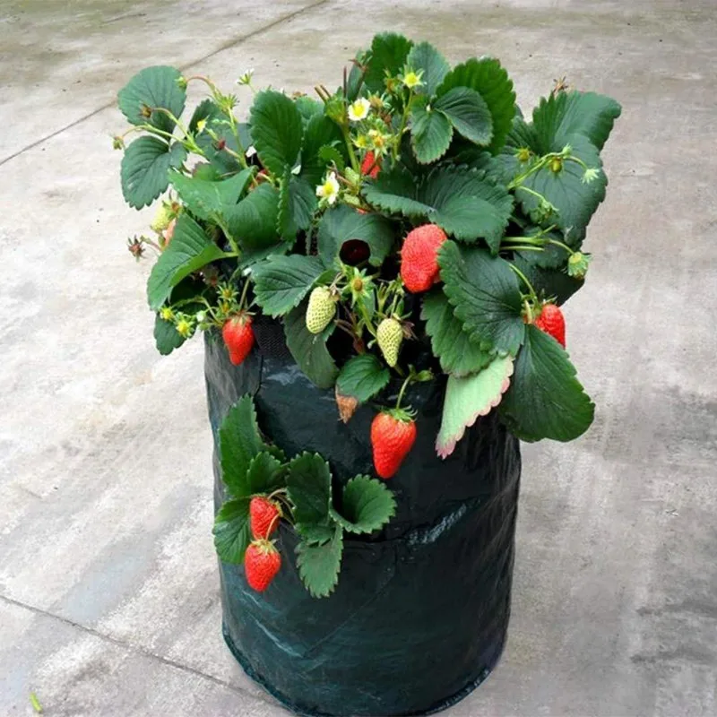 Versatile PE Grow Bags for Strawberries, Potatoes, and Vegetables - 5/7/10 Gallon Planter Containers