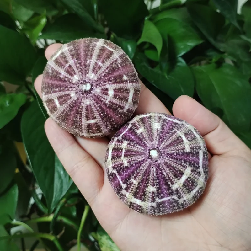 Natural Shell Ornaments Assorted Natural Sea Urchins Colorful Urchin Shells for Air Plants, Craft and Decorations DIY Crafts