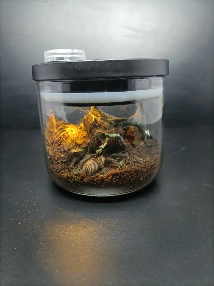 

Crawler breeding tank landscaping pet spider Bazhong Mountain whip tail scorpion horse fly cricket