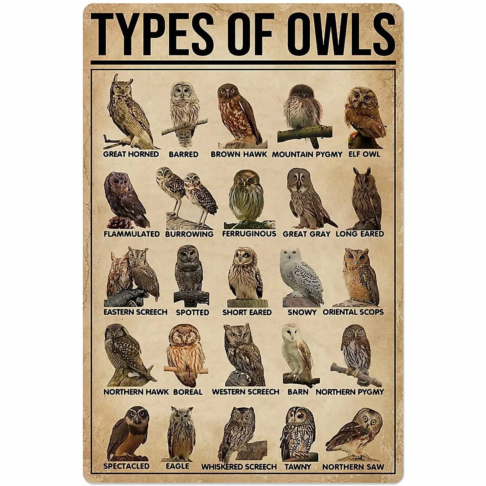 

Veidsuh Types of Owls Metal Tin Sign Poster School Club Home Kitchen Cafe Garage Plaque Wall
