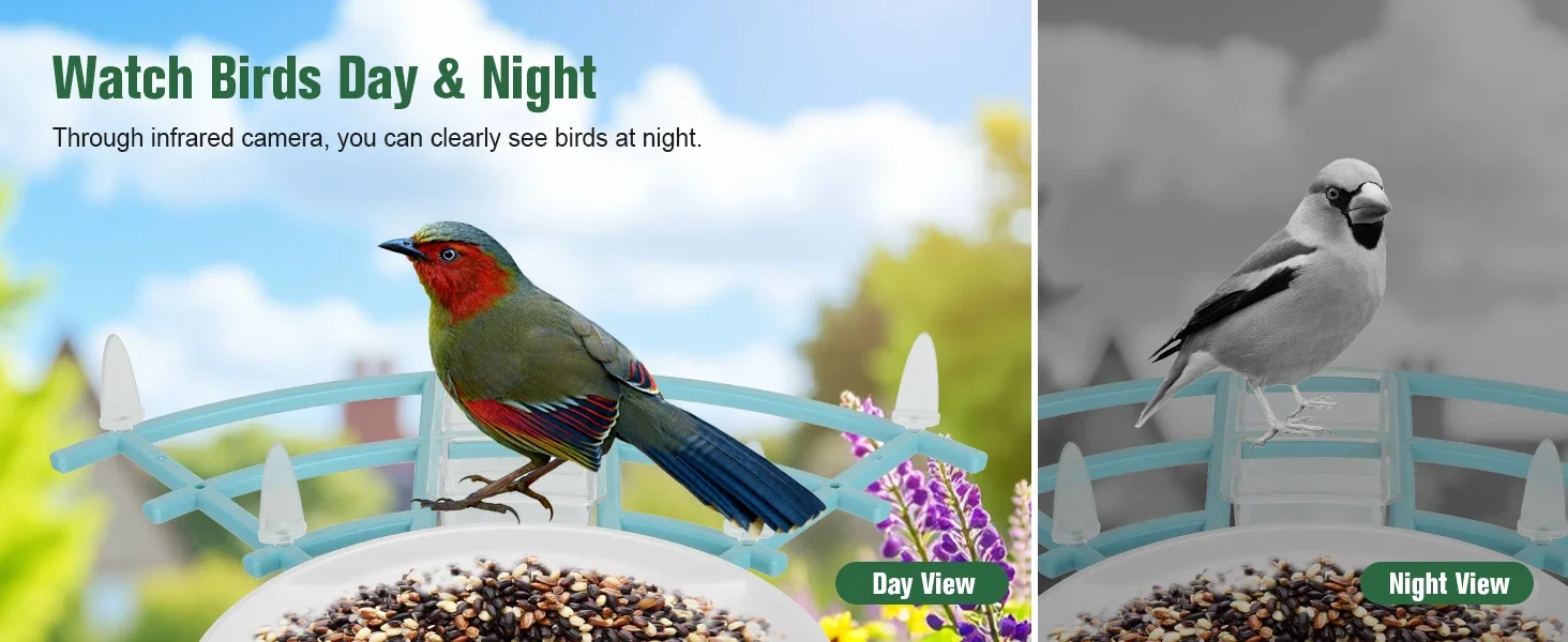 bird feeder