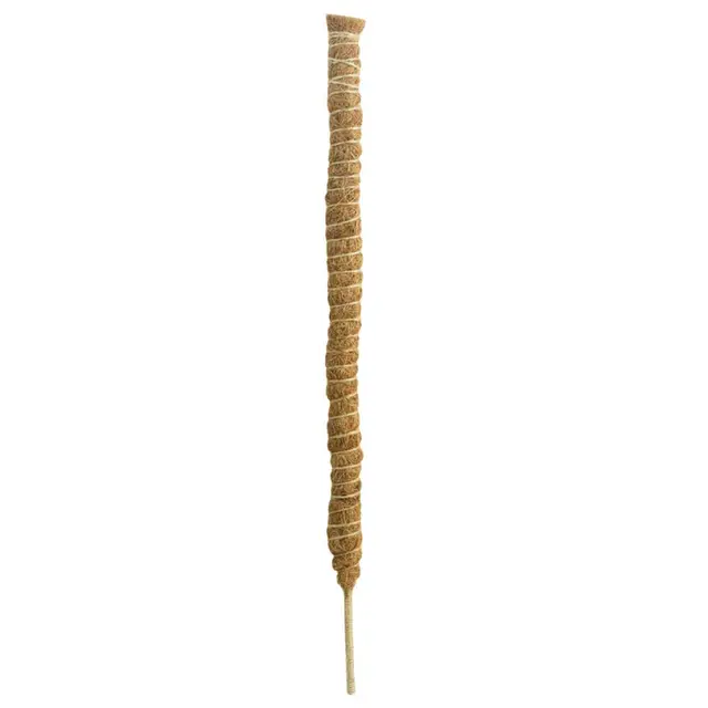 80cm