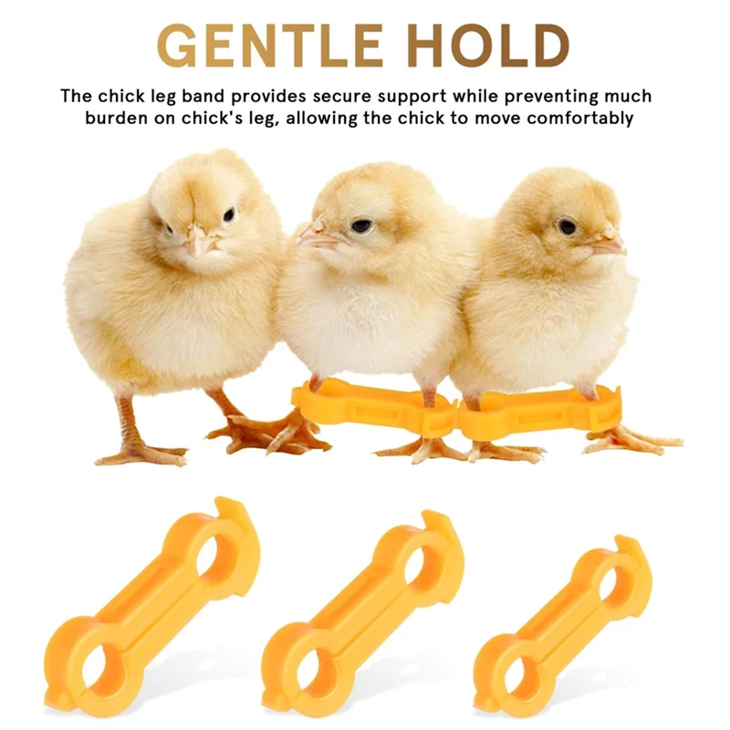 BQ-Baby Chick Splay Leg Hobble Brace, 12Pcs 치킨 호블 브레이스, 치킨 레그 호블, 가금류 다리 밴드