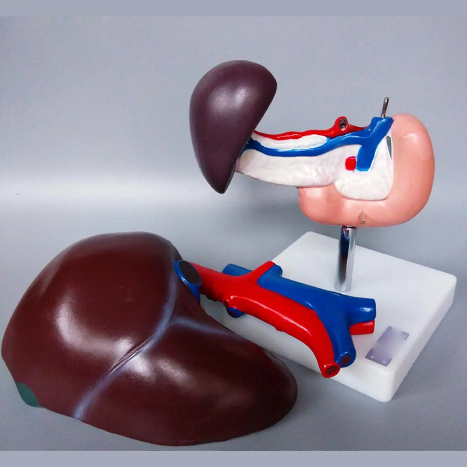 

Life Size Human Liver Pancreas and Duodenum Anatomical Model Medical Anatomy