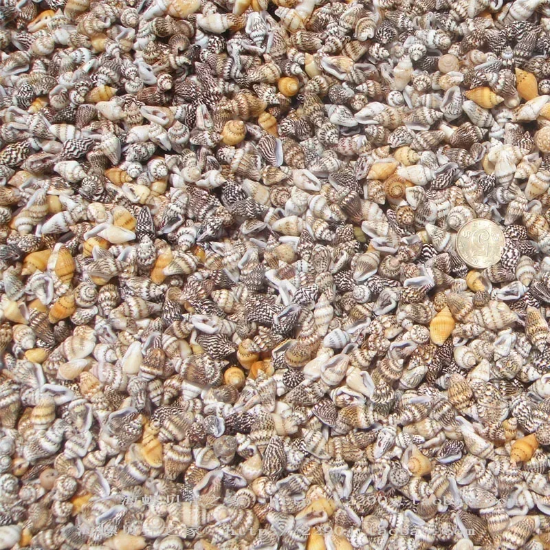 100pcs 1-2 cm Natural Sea Shells Conch Beach Decor Craft Seashell Aquarium Marine Style Fish Tank Seashells Conch Embellishment natural shell ornaments
