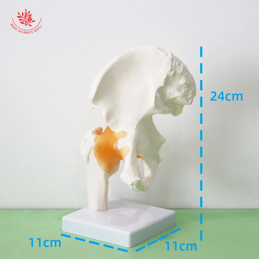Human Joint Model Life-size One Set Ligament Hand Shoulder Elbow Hip Knee Foot FORESTEDU Medical Science Educational Tools