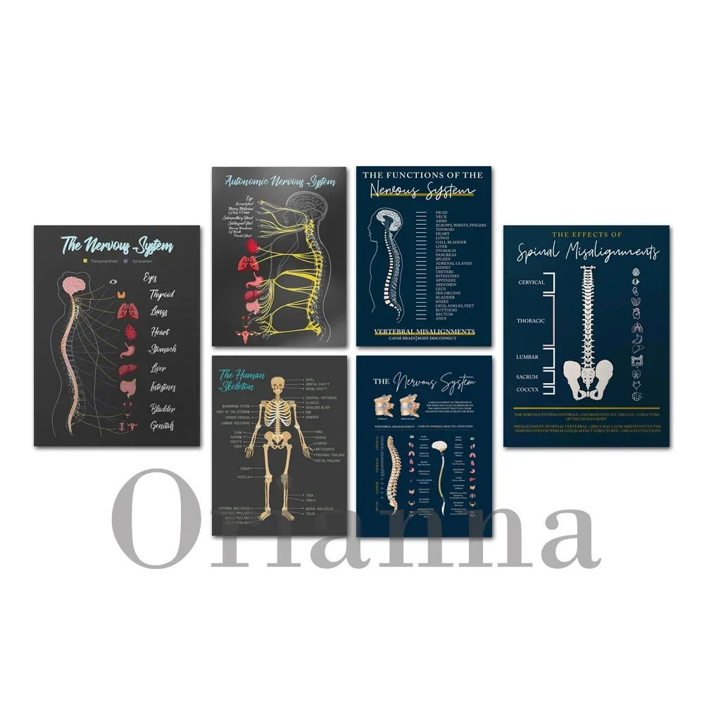 Nervous System Function Chart 4