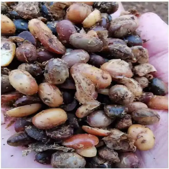 Spot Nagykereskedelmi Erjesztett Szójabab, Szerves Műtrágya, Mezőgazdasági Talajjavítás, Probiotikus Biofertilizáló, Szójabab - Image 2