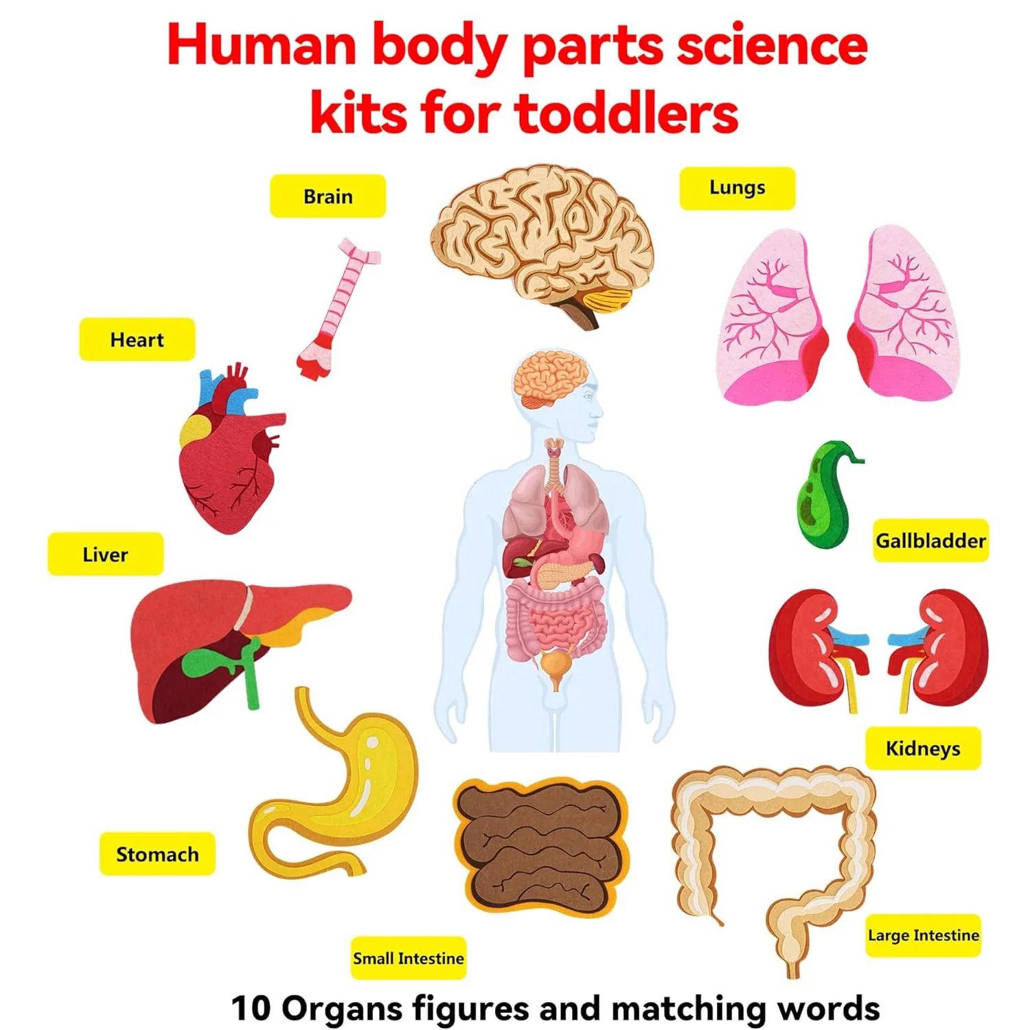 Human Body Felt Board 4